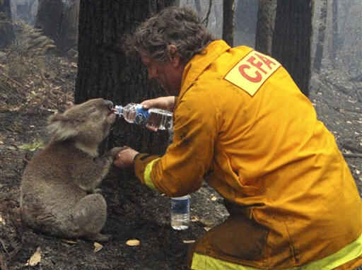 A firefighter stops to help a victim of the bushfires in Victoria